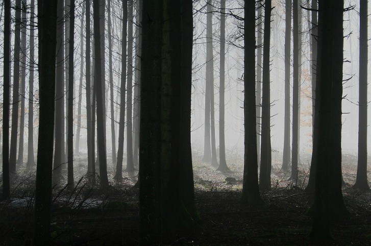 darkforest