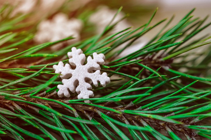 snowflakepine