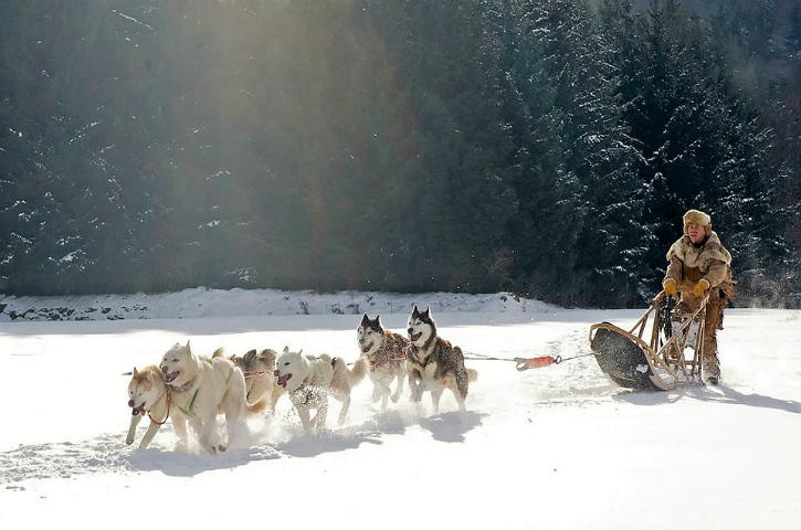 sleddogs