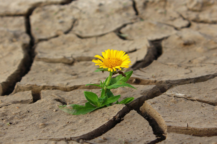 droughtflower