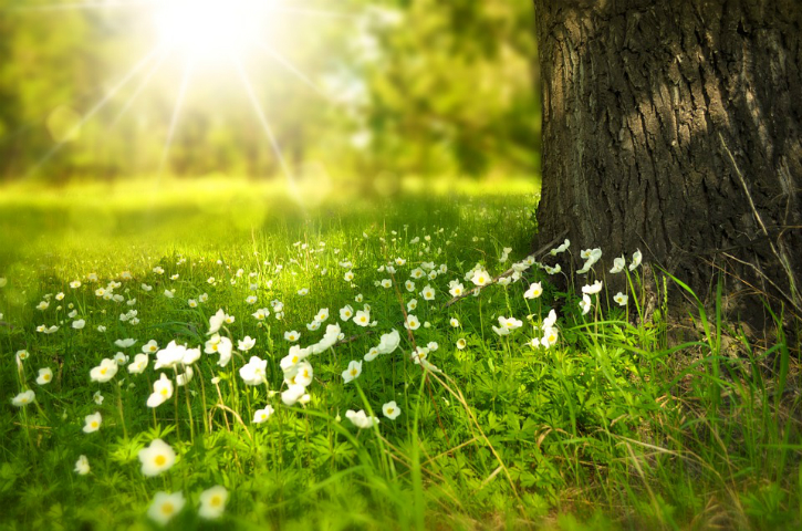 sunraymeadow