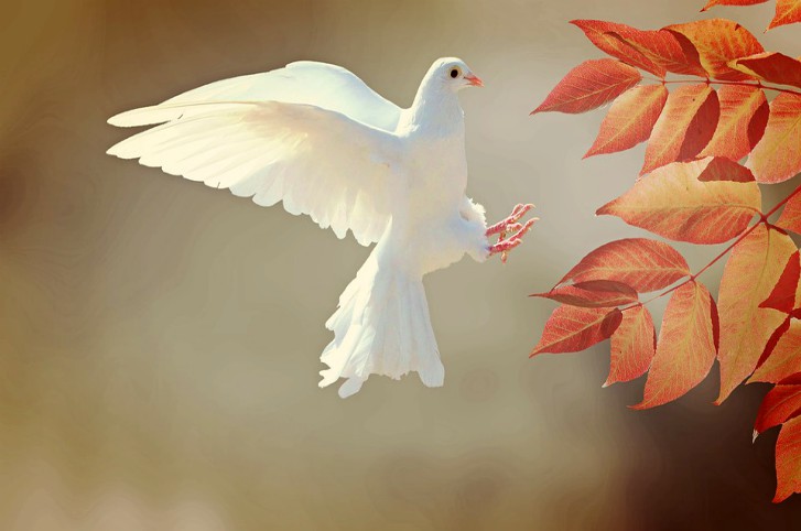 dovefall