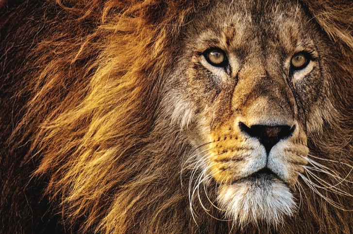 lioncourage