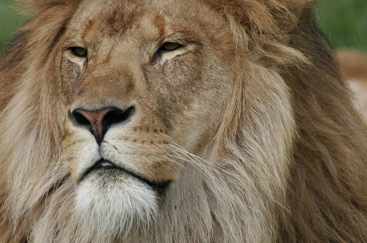 lioncloseup