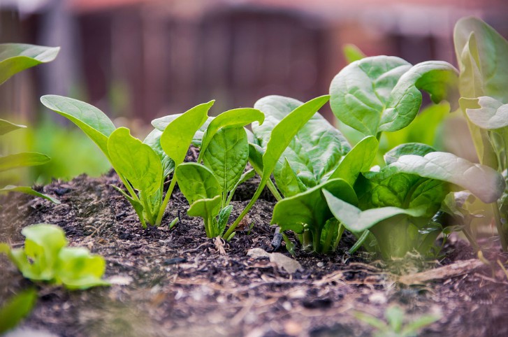 soilspinach