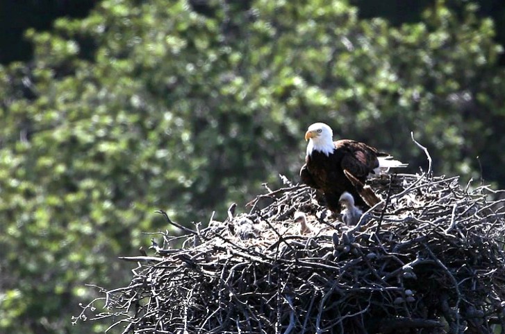 nestbaldeagle