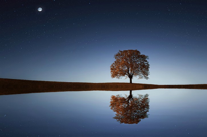 treelakereflection