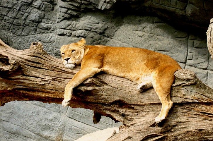 boredlion