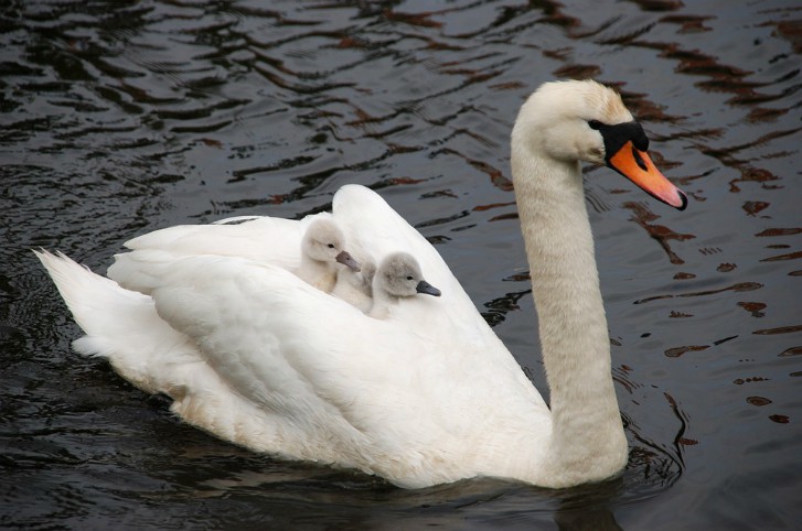 swanwith babies