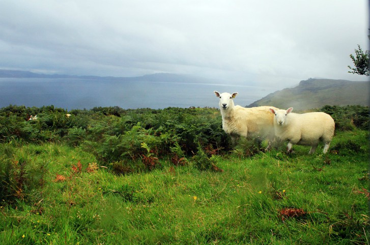 scotlandsheep